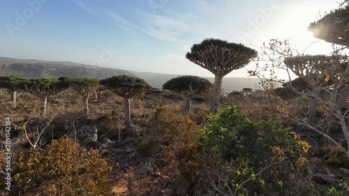 Dragon blood trees on a dry rocky hillside. Socotra, Yemen.