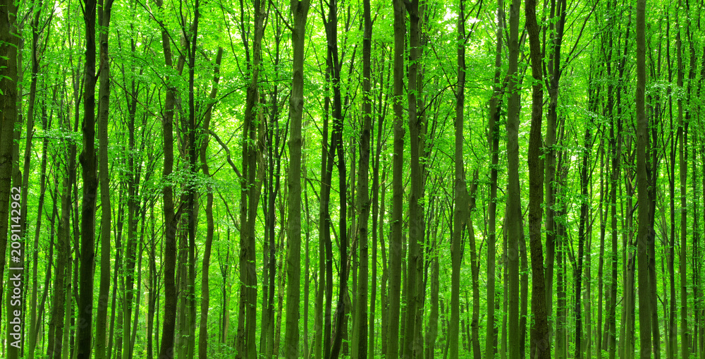 Naklejka premium green forest background in sunny day