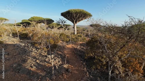 Rocky path through dragon blood trees. Socotra, Yemen.