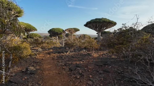 Path through dragon blood tree forest. Socotra, Yemen.