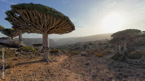 Rocky desert path in warm sunlight. Socotra, Yemen.