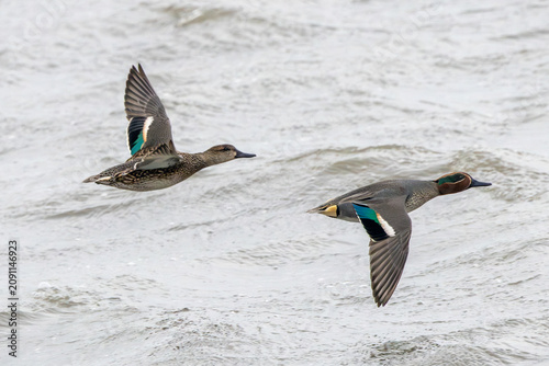 Pair of Teal in Flight