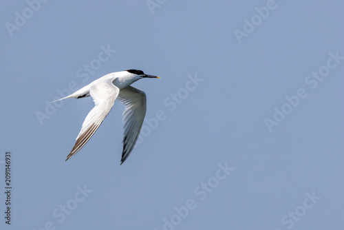 Photography Sandwich Tern Against Blue Sky