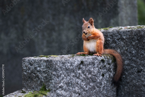 A cute Eurasian red squirrel perched on an old grey stone structure covered with green moss, looking curious against a soft dark out of focus background.