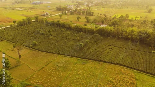 Tea Plantation Strip Surrounded by Farmland in Rural Nepal