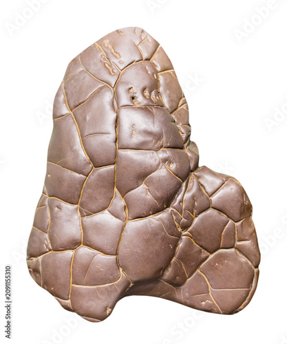 specimen of mineral from geological collection - cimmerian siderite clay carbonate concretion rock isolated on white background from Crimea