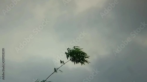 Stormy sky with tree blowing in gale force winds in cinematic low angle for weather reporting