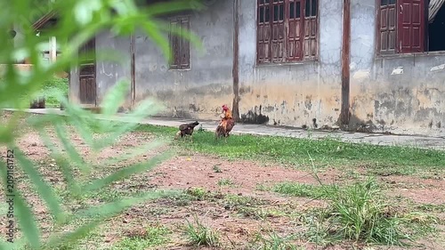 Free Range Muscovy Ducks Resting in a Rural Farmyard with Natural Countryside Environment