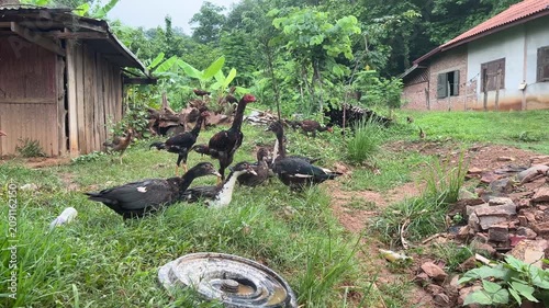 Free Range Ducks and Chickens Roaming Around a Traditional Rural Farm in Tropical Countryside