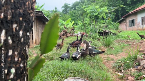 Free Range Ducks and Chickens Roaming Around a Traditional Rural Farm in Tropical Countryside