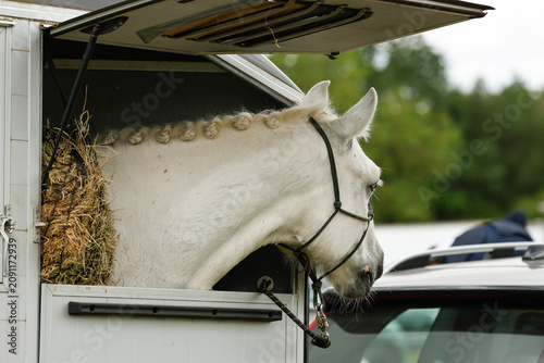 Horse looking out of horse trailer parked up at an equestrian competition. Horse transport. Equestrian UK 