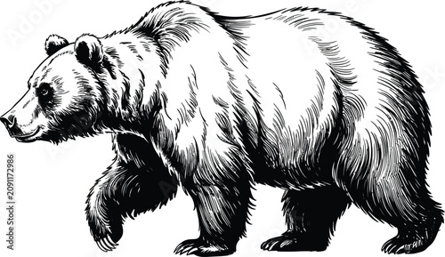 Foto Vintage grizzly bear illustration, hand drawn black and white grizzly bear vecto