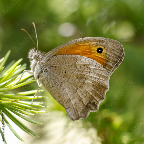 Orienatal Meadow Brown butterfly on a leaf