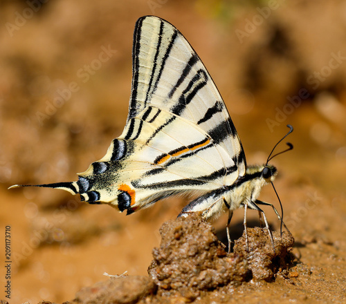 butterfly on the ground