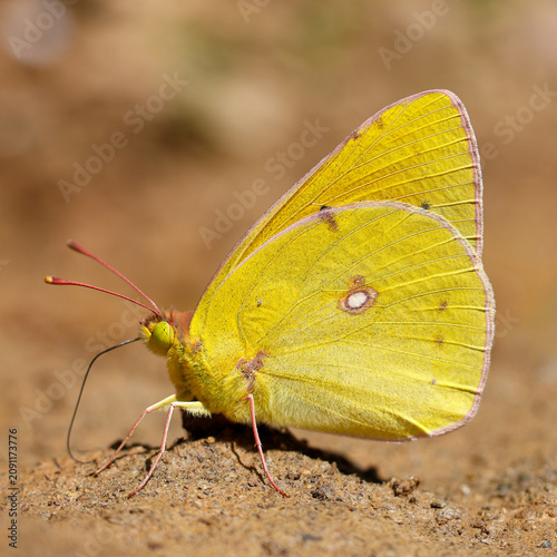 Yellow clouded butterfly