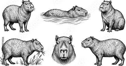 Konstfotografi Vintage Capybara Character Set in Hand Drawn Sketch Woodcut Style Featuring Swim