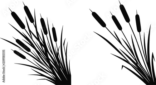 Bild auf Leinwand Black and white silhouette illustration of cattail reeds with silhouette botanic