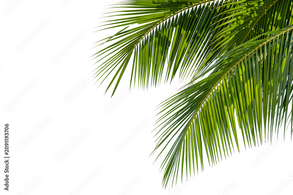 Fototapeta premium Green Palm Leaves Corner Border Isolated on White Background