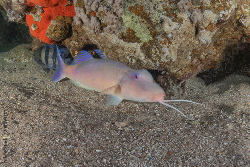 Fish swimming in the Red Sea, colorful fish, Eilat, Israel
