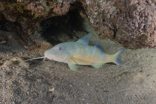 Fish swimming in the Red Sea, colorful fish, Eilat, Israel
