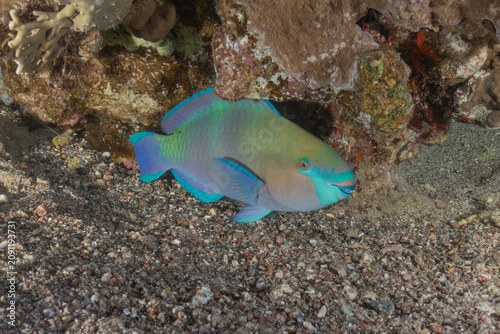 Fish swimming in the Red Sea, colorful fish, Eilat, Israel
