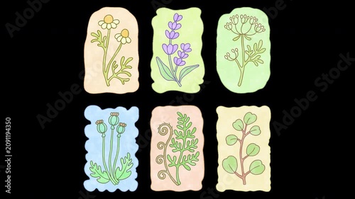 Alpha channel loopable 2D botanical pattern animation. Vintage frames with hand-drawn lavender, chamomile, Queen Anne’s lace, eucalyptus, poppy, fern. Craft design, changing texture, vibrating lines.