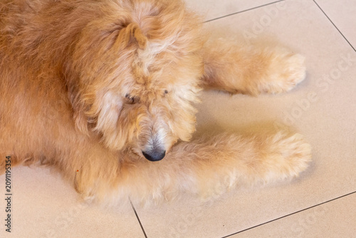 Obraz na plátně close up of a brown Goldendoodle dog