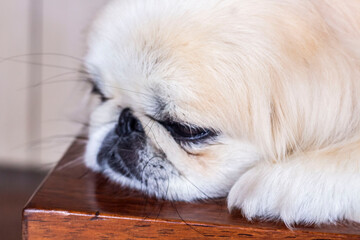 Deken met foto Peking laying  down pekingese dog  © Salouw