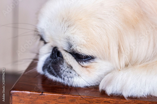 Canvastavla laying  down pekingese dog