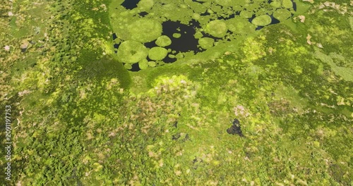 Flying over the grassy vegetations in Agusan Marsh Wildlife Sanctuary. Mindanao, Philippines.