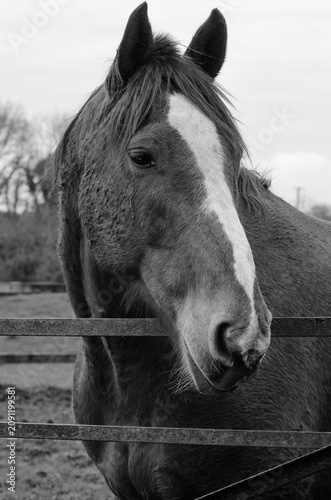 Принти на полотні Black and white portrait of a horse
