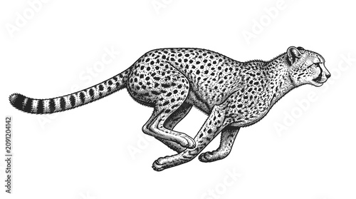 Running Cheetah in Active Sprint Pose.