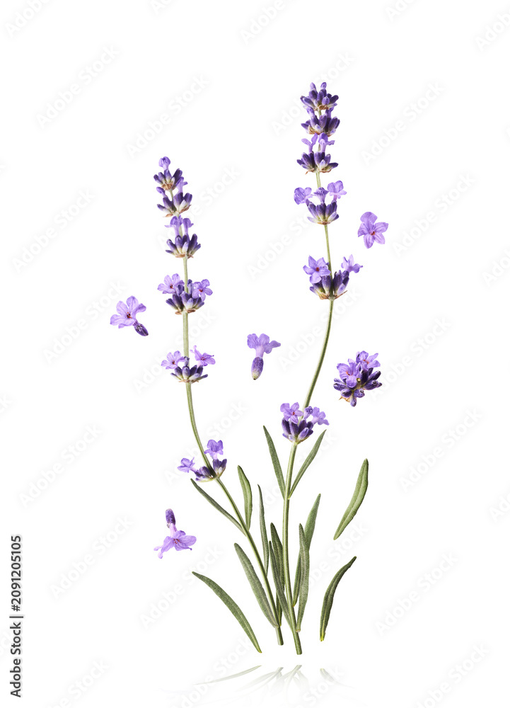 Obraz premium Levitating delicate lavender sprigs on a white background. Minimalist floral concept
