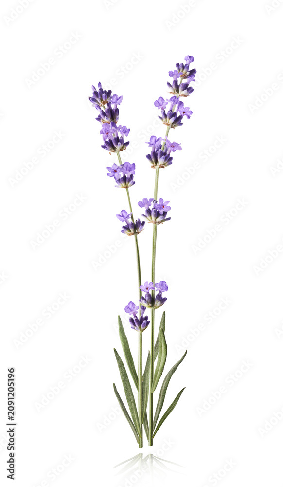 Obraz premium Levitating delicate lavender sprigs on a white background. Minimalist floral concept