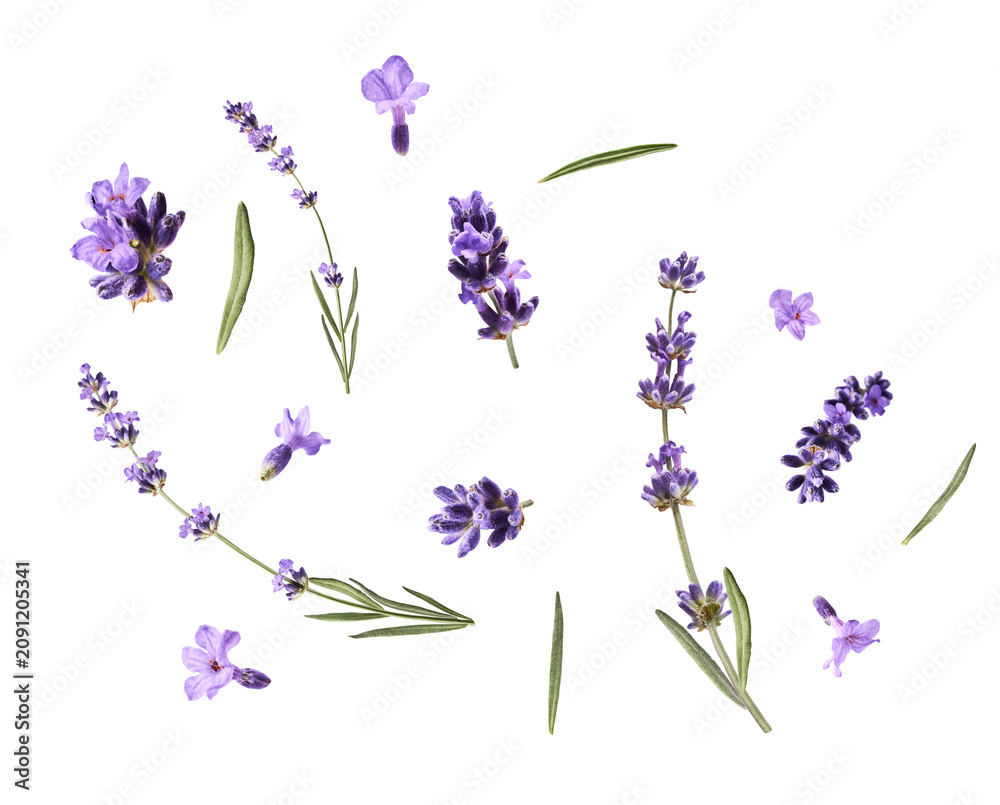 Fototapeta premium Close up macro shot of lavender flower. Levitating delicate lavender on a white background. Minimalist floral concept