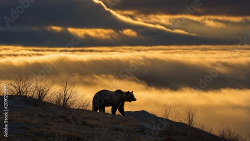  Solitary grizzly bear silhouetted along a mountain ridge at sunset, ai