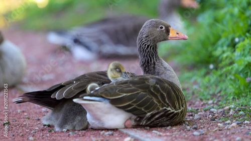 Photos Greylag Goose mother brooding gosling chick tucked under wing on gravel path, Fr