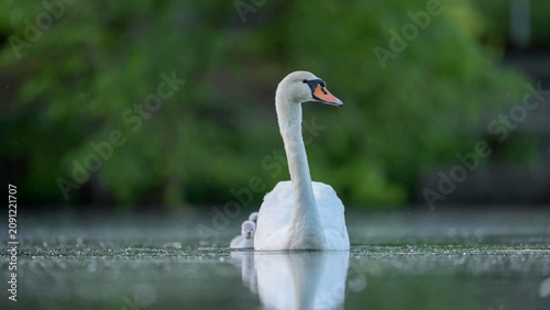 Fotografie Mute Swan with Cygnets Swimming on Calm Lake - Adult Cygnus olor Carrying Young