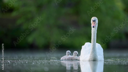 Bild auf Leinwand Mute Swan with Cygnets Swimming on Calm Lake - Adult Parent Bird Guiding Two Flu