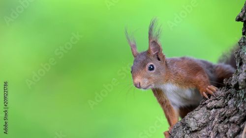 Billede på lærred Eurasian Red Squirrel Peering from Tree Trunk Against Vibrant Green Bokeh Backgr