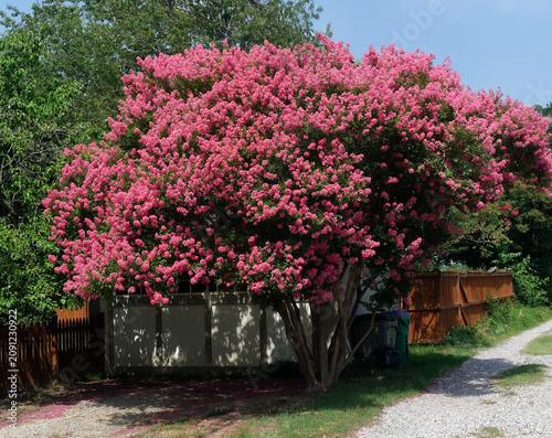 Summer crepe myrtle in bloom