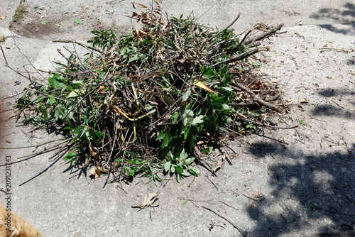 Recent shrubbery clippings arranged in a neat pile for pickup