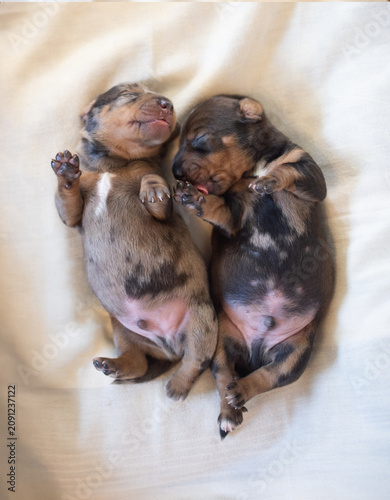 Two newborn dapple dachshund puppies sleeping together on a soft white blanket