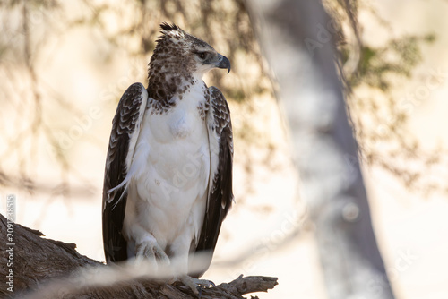 Endangered Immature or Sub-adult Martial Eagle (Polemaetus bellicosus) Kgalagadi Transfrontier Park, Kalahari, Northern Cape, South Africa