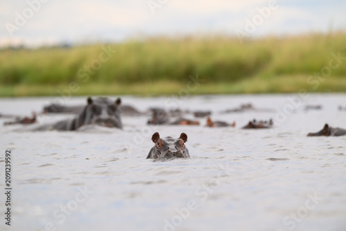 Hippopotamus submered in the water of Chobe River.