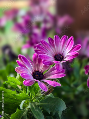 Obraz na płótnie purple aster flower