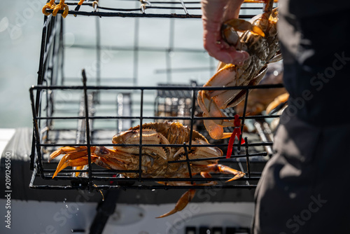 crab pots full oof crab