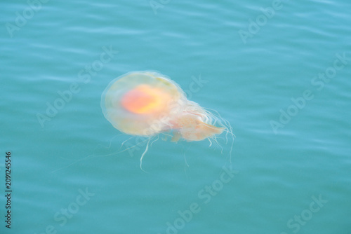 jellyfish in the water