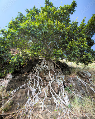 Tree in Hawaii with Roots Over Rocks