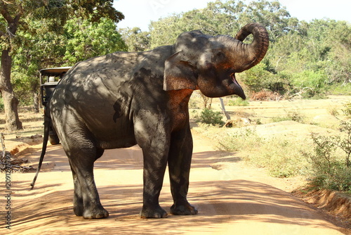 Foto Trunk held high, spirit even higher